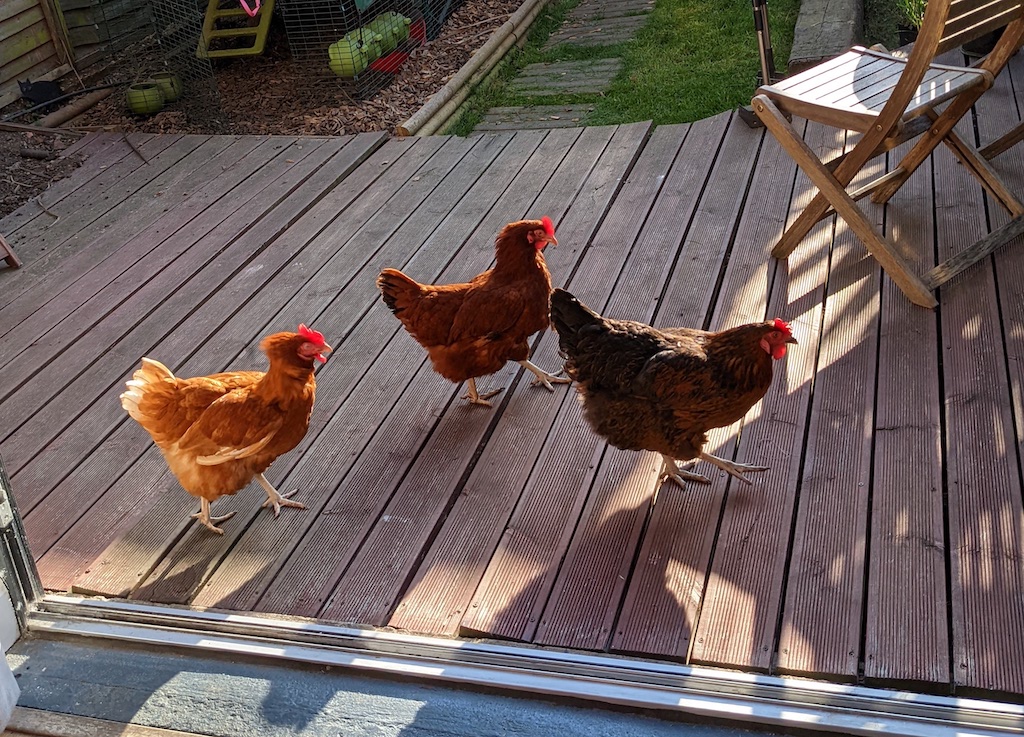 Three hens